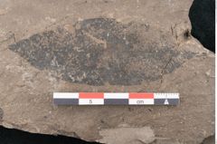 Foto (Detailansicht) von Cassia phaseolites Unger (NHMW-GEO-2024-0188-8046)